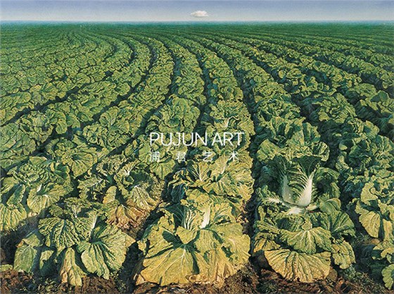 画家薛智国1998年作 《大白菜》 布面油画